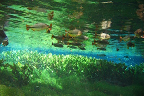 Bonito_MS_-_panoramio 293.jpg